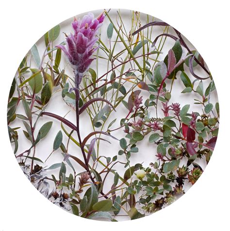 Tundra Plants – EYE BUY ART