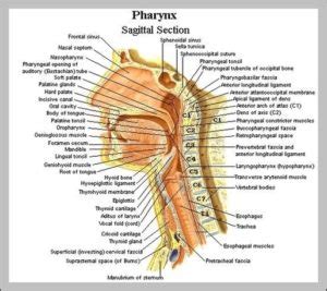 Anatomy Of The Throat Image - Graph Diagram