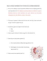 Alethia Pratt Male And Female Reproductive System Egg And Sperm