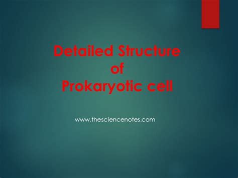 Anatomy of Prokaryotic Cells: Exploring Structure and Components