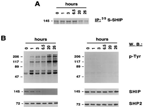 Bcr Abl Kinase Activity Is Required For The Downregulation Of Ship