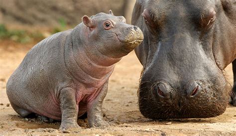 53 Baby Hippos That Will Make Everything Better Bored Panda