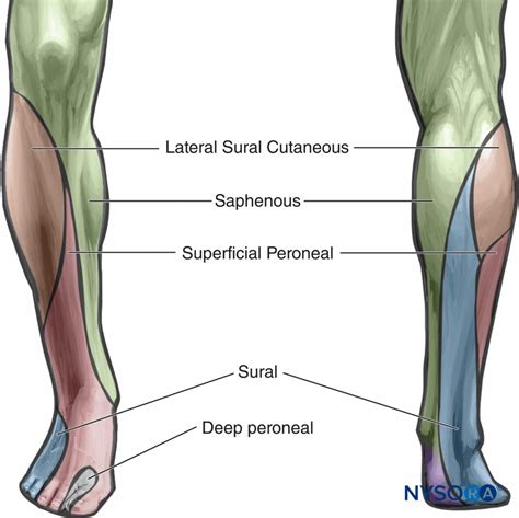 Sciatic Nerve Block Distribution