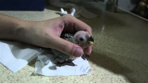 Handfeeding A 24 Day Old Sun Conure Chick Youtube