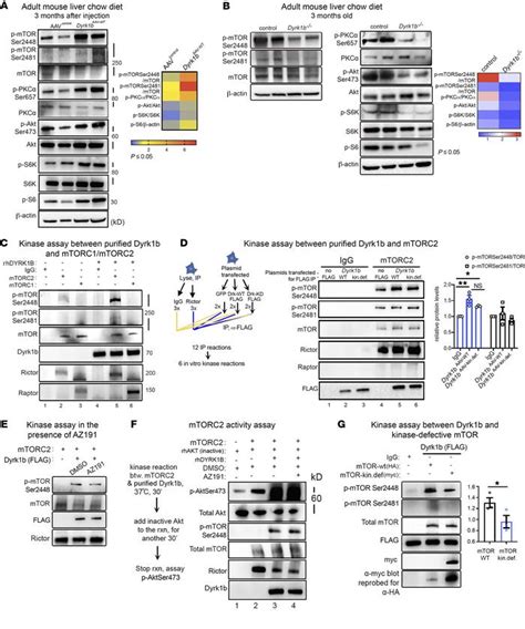 Jci Dyrk1b Promotes Hepatic Lipogenesis By Bypassing Canonical