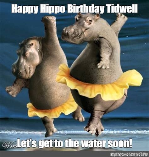 Meme Happy Hippo Birthday Tidwell Let S Get To The Water Soon All Templates Meme