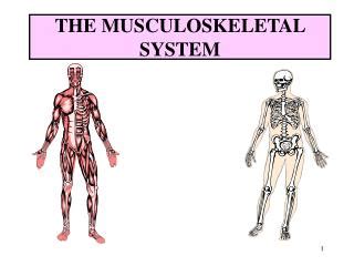 PPT - Nursing Assessment: Musculoskeletal System PowerPoint ...