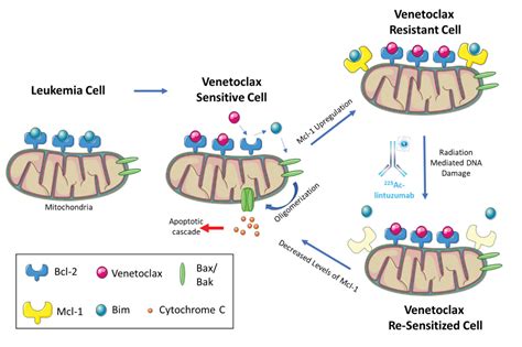 Combination Therapy May Reverse Venetoclax Resistance in Relapsed or ...