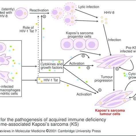 Haematoxylineosin Stain Of A Kaposi S Sarcoma Lesion Histologically