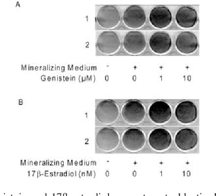 Figure From The Estrogen Estradiol And Phytoestrogen Genistein