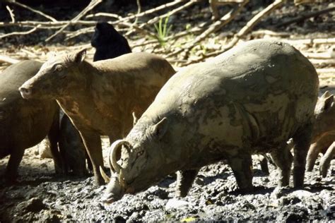 Sulawesi Bogani Nani Wartabone National Park Tour East Of Wallace Tours