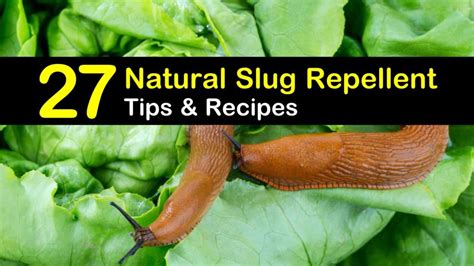 Simple Diy Slug Repellent Solutions