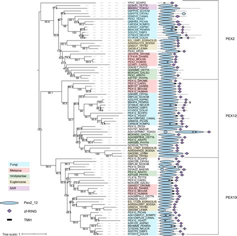 Frontiers Comparative Genomics Of Peroxisome Biogenesis Proteins