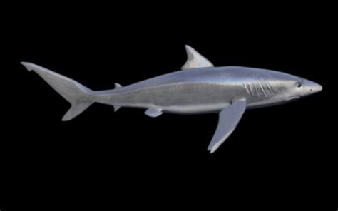 Shark 3D Model $5 - .fbx .max .unknown .obj - Free3D