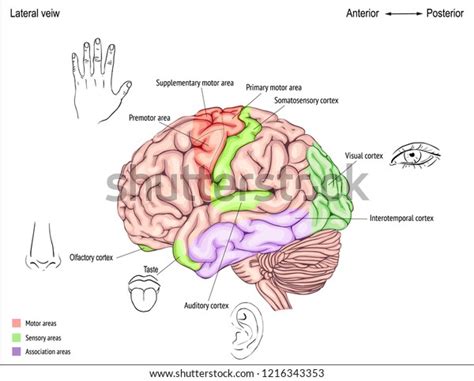 Sensory Cortex Location