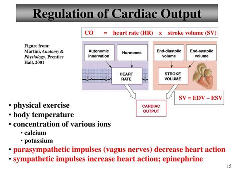 Ppt Chapter The Heart And Cardiovascular Function Lecture