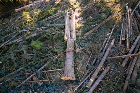 Logging Of Bcs Grandest Ancient Forests Continues As Old Growth