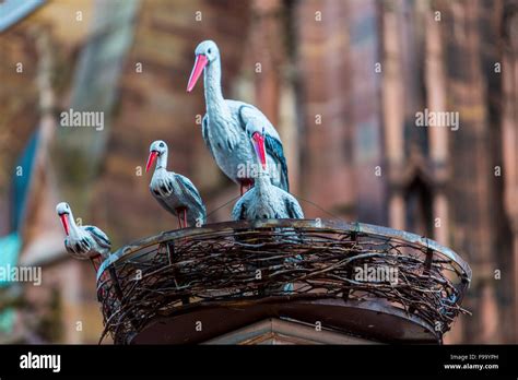 Alsatian Storks Emblem A Symbolic Figure Strasbourg Alsace France