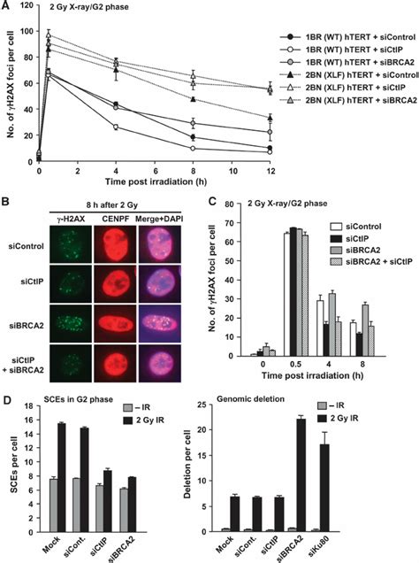 CtIP SiRNA Allows Repair To Be Switched From HR To NHEJ A CtIP