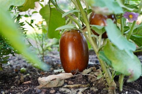 When Is An Eggplant Ripe Hint Don T Let Them Turn Brown