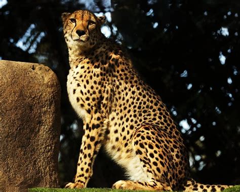 Northeast African Cheetah - Facts, Diet, Habitat & Pictures on Animalia.bio