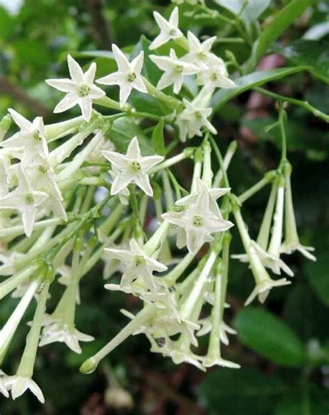 Cestrum nocturnum - The Sia Garden