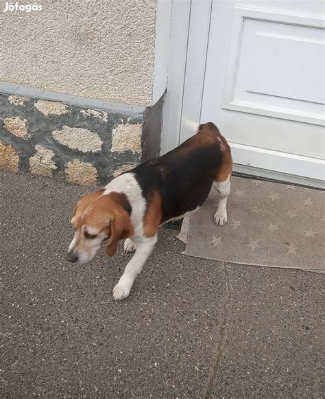 Beagle Jelleg Kutya Ingyen Elvihet D Br Nte Ganna Veszpr M Kutya