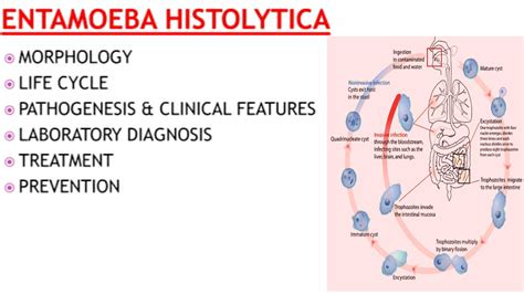 Life Cycle of Entamoeba histolytica - StudiGoo