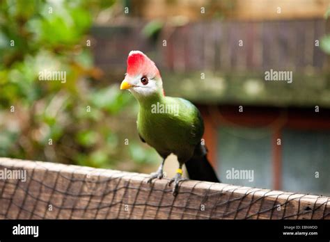 Animals at whipsnade zoo Stock Photo - Alamy