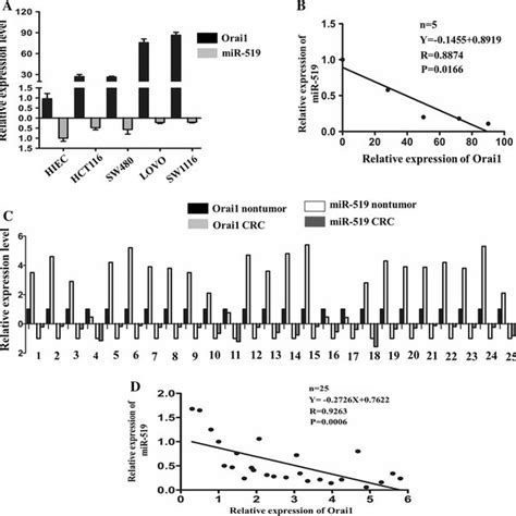 Expression Of Orai1 And MiR 519 Negatively Correlates In CRC Cell Lines