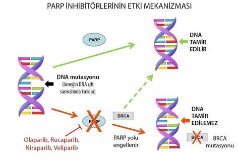 Pankreas Kanseri İçin Kalıtsal BRCA Mutasyon Testinin Önemi ve