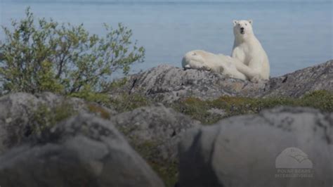 Polar bears face starvation risk in longer ice-free Arctic periods ...