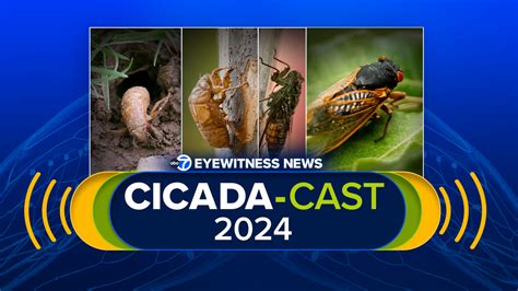 Illinois Cicadas 2024 Abc7 Chicago Cicada Cast Provides Map Facts