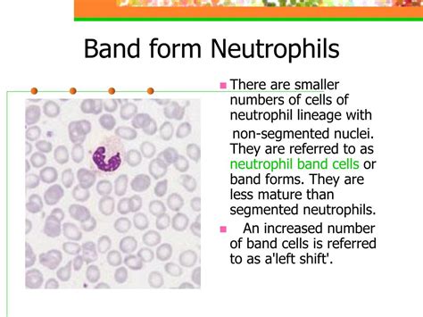 Ppt The Morphology Of Blood Cells Powerpoint Presentation Free