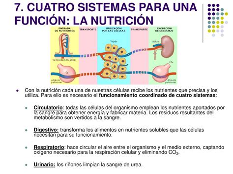 Ppt Tema El Sistema Circulatorio Powerpoint Presentation Free