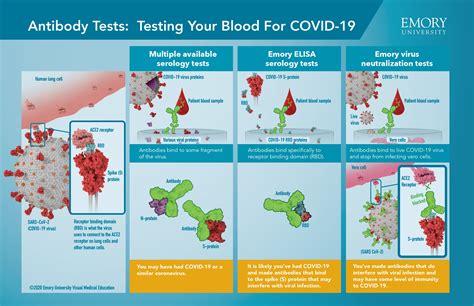 Emorys Antibody Study Sheds Light On COVID 19 Immunity Emory