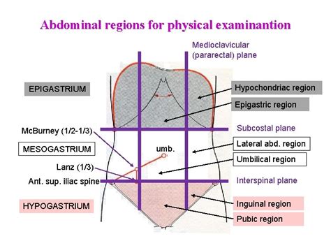 Dr Goston Szl Surface Anatomy Of The Abdomen