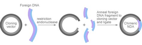 Production Of Recombinant Protein