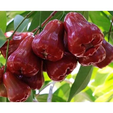 Jual Bibit Jambu Air Citra Full Akar 1 Tahun Berbuah Siap Tanam Dan