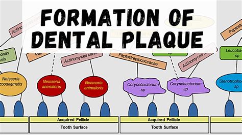 Formation Of Dental Plaque Dental Plaque Part 2 Youtube