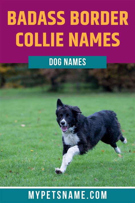 Male Border Collie Names - Stom