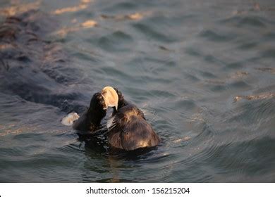 224 Sea Otter Eating A Clam Images, Stock Photos & Vectors | Shutterstock