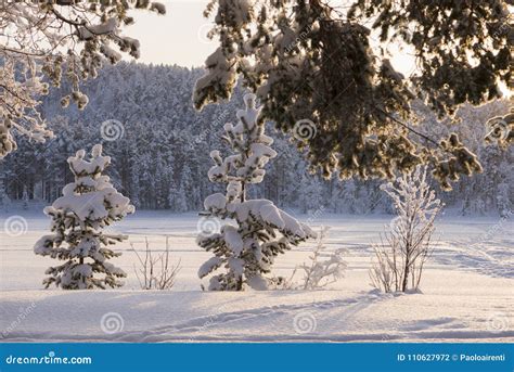 Árvores Congeladas No Inverno No Sueco Lapland Foto de Stock Imagem