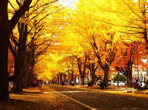 北海道大学の紅葉情報！イチョウ並木がおすすめ！【2018年版】 北海道の魅力発信ブログ！