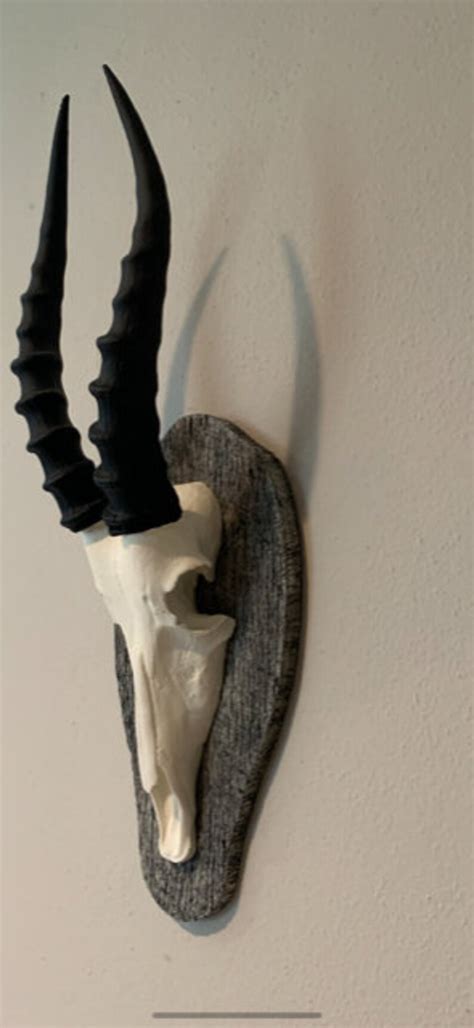 African Blesbok Blesbuck Skull and Horns Faux Replica Taxidermy Skulls ...