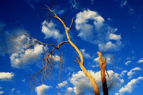 Free Images Tree Nature Branch Cloud Sky Sunlight Leaf Flower Wind Old Dry