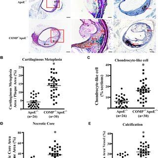 Cartilage Oligomeric Matrix Protein Comp Deficiency Accelerates