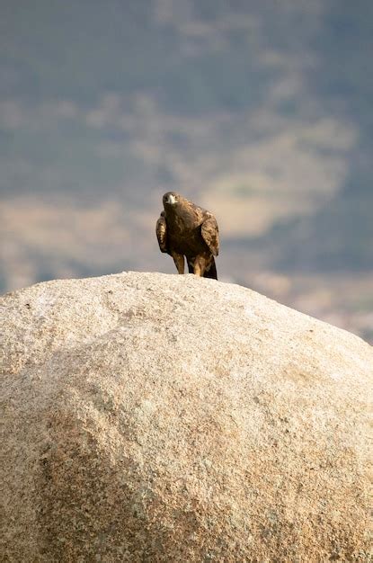 Hembra adulta de águila real en una zona montañosa del mediterráneo con