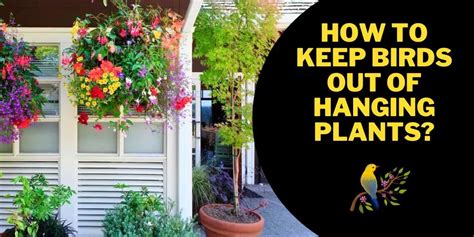 How To Keep Birds Out Of Hanging Plants In Easy Ways