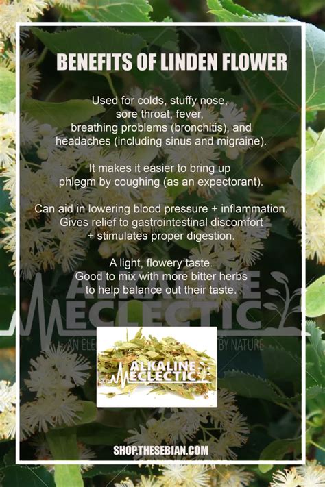 Linden Flower | Alkaline Herbs for Mucus Relief